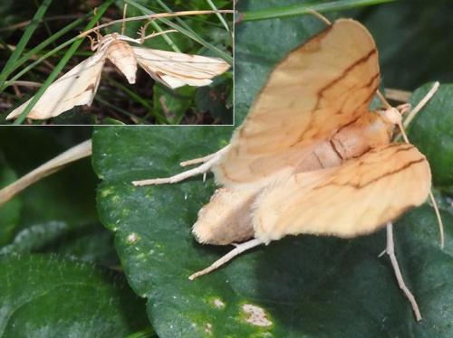 Réf. 219 055 : Gandaritis pyraliata